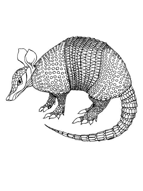 Armadillo 